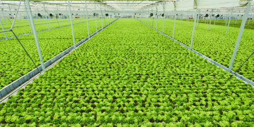 株式会社サラダボウル